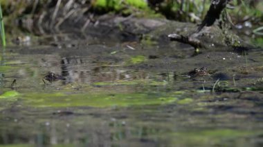 Bahar çiftleşmesindeki kurbağa.