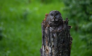Büyük gri baykuş ailesi baharda yuvada