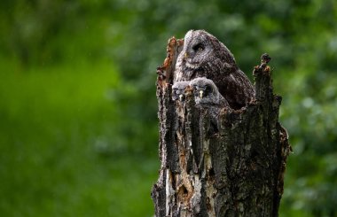 Baharda büyük gri baykuş ailesi