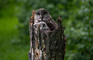 Baharda büyük gri baykuş ailesi