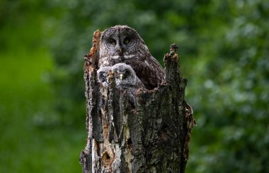 Baharda büyük gri baykuş ailesi