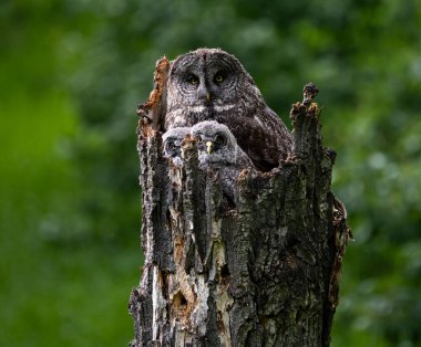 Baharda büyük gri baykuş ailesi
