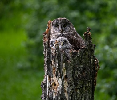 Baharda büyük gri baykuş ailesi