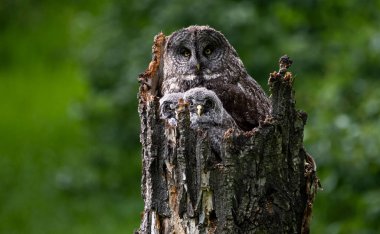 Baharda büyük gri baykuş ailesi