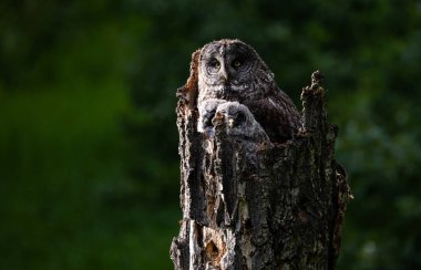 Baharda büyük gri baykuş ailesi