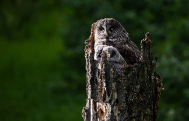 Baharda büyük gri baykuş ailesi