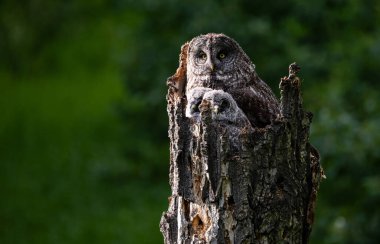 Baharda büyük gri baykuş ailesi