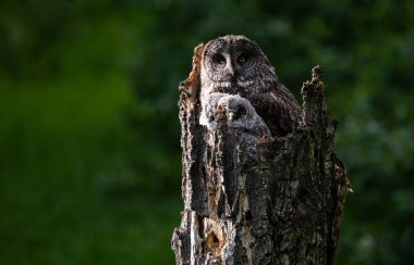 Baharda büyük gri baykuş ailesi