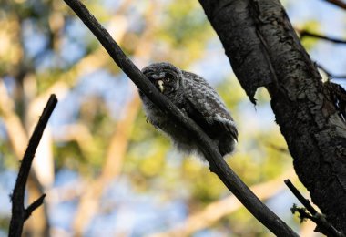 Büyük gri baykuş ağaçta tünemiş