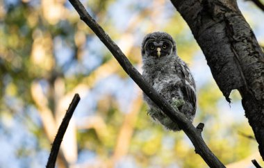 Büyük gri baykuş ağaçta tünemiş