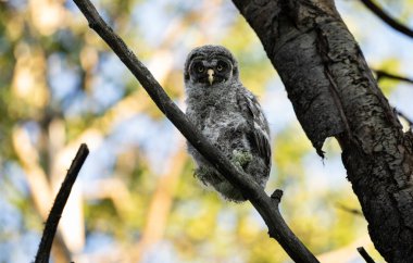 Büyük gri baykuş ağaçta tünemiş