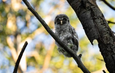Büyük gri baykuş ağaçta tünemiş