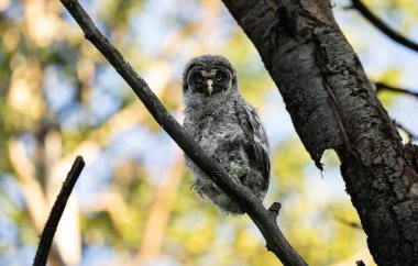 Büyük gri baykuş ağaçta tünemiş