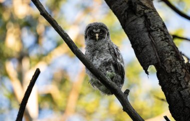Büyük gri baykuş ağaçta tünemiş