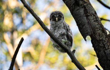 Büyük gri baykuş ağaçta tünemiş