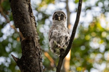 Büyük gri baykuş ağaçta tünemiş