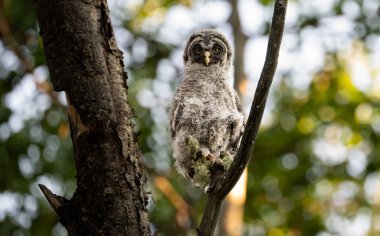 Büyük gri baykuş ağaçta tünemiş