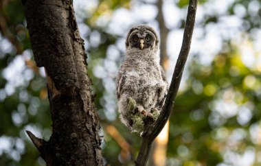Büyük gri baykuş ağaçta tünemiş
