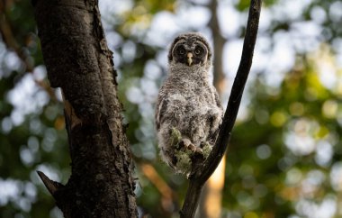 Büyük gri baykuş ağaçta tünemiş