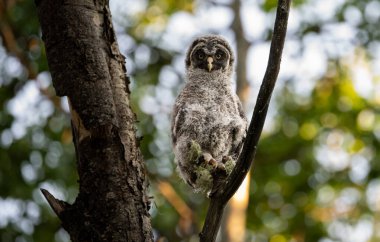 Büyük gri baykuş ağaçta tünemiş