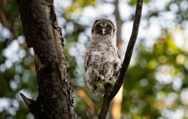 Büyük gri baykuş ağaçta tünemiş