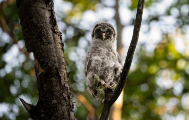 Büyük gri baykuş ağaçta tünemiş
