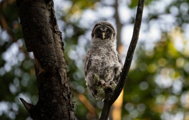 Büyük gri baykuş ağaçta tünemiş