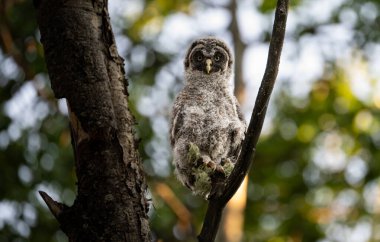 Büyük gri baykuş ağaçta tünemiş