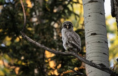 Büyük gri baykuş ağaçta tünemiş
