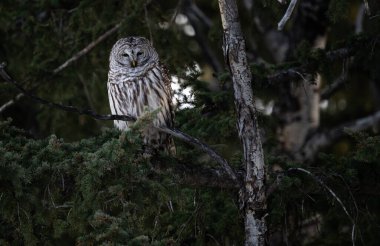 Ormandaki engelli baykuş