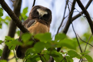 Kanada 'da beyaz baykuş yavrusu gördüm.