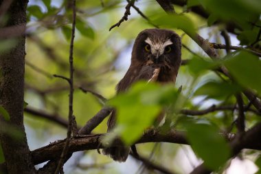 Ağaca tünemiş beyaz baykuş gördüm.