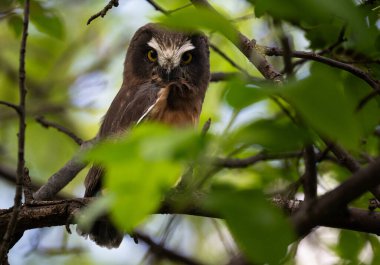 Vahşi doğada bembeyaz bir baykuş gördüm.