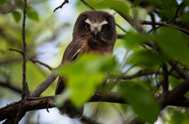 Vahşi doğada bembeyaz bir baykuş gördüm.