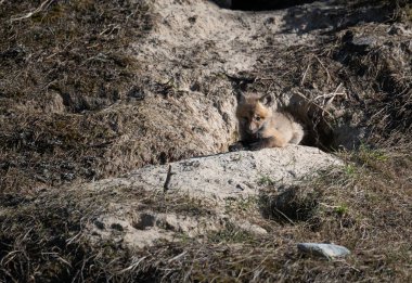 Vahşi doğada kızıl tilki yavruları