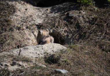 Vahşi doğada kızıl tilki yavruları