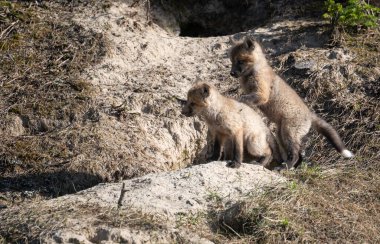 Kızıl tilki yavruları yuvalarında oynuyorlar. 