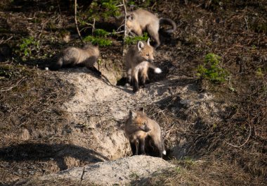 Kızıl tilki yavruları vahşi batakhanelerinde