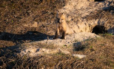 Kızıl tilki yavruları yuvalarında oynuyorlar.