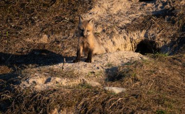Kızıl tilki yavruları yuvalarında oynuyorlar.