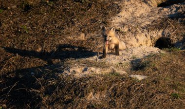 Kızıl tilki yavruları yuvalarında oynuyorlar.