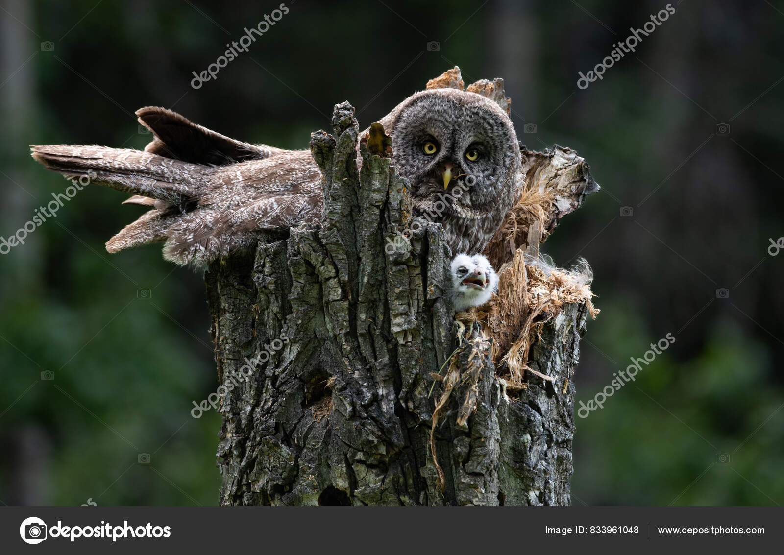 Immagini e foto stock di Gufo sull'albero | DepositPhotos, image size:1600x1133