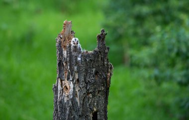 Büyük gri baykuş baharda bir yuvada
