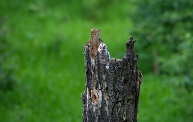 Büyük gri baykuş baharda bir yuvada
