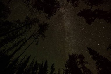 Ormandaki gece yıldızları