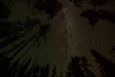 Yıldızlar ve ağaçlarla dolu gece göğü