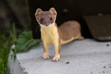 Vahşi doğada uzun kuyruklu gelincik
