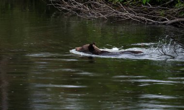 Britanya Kolumbiyası kıyılarında boz ayı avcılığı