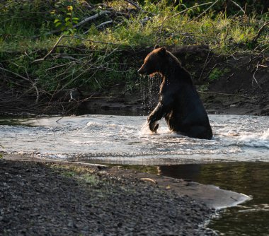 Britanya Kolumbiyası kıyılarında boz ayı avcılığı