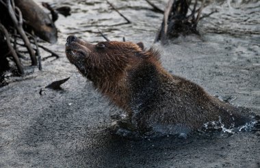 Boz ayı sahilde balık tutuyor.